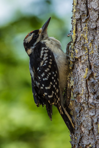 woodpecker birds cottage outdoors wildlife nature expoloring snapspjw patrickjwhitfield patrick pjw snapshots