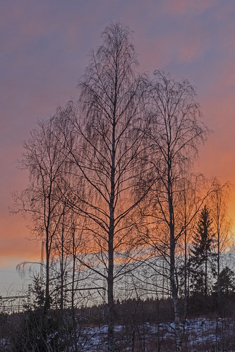 dsc2978 sweden sverige västernorrland ångermanland väja latn62°5818lone17°427sunsetchristmas evegrannskapneighborhoodlatn62°5818lone17°427birchbjörkgransprucewintermiddayeftermiddagsnowsnöbrant backe hill ute outdoor tree trees träd plant atranswe