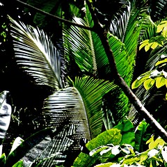 Jungle - Martinique Nord - Photo of Macouba