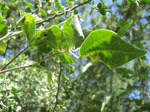 bajacaliforniasur fabaceae mexico plant richhoyer wings