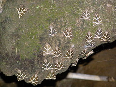 Πεταλούδες Panaxia Quadripunctaria στην κοιλάδα της Ψίνθου