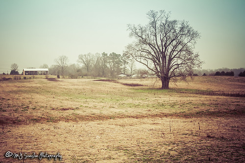 scanlon canon 7d farm land farmland farming crop crops winter bare cold rural country countryside agriculture tree fayette county colorless faded wow