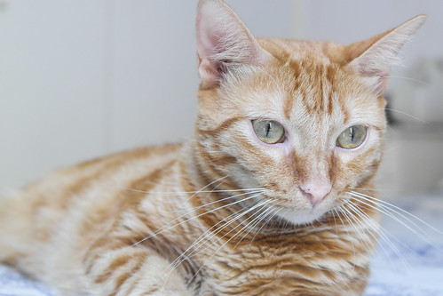 Rubia, gata naranja dibujo tabby de ojos verdes esterilizada y muy cariñosa, nacida en 2013, necesita hogar. Valencia. ADOPTADA. 18655258896_a34ffdcdb8