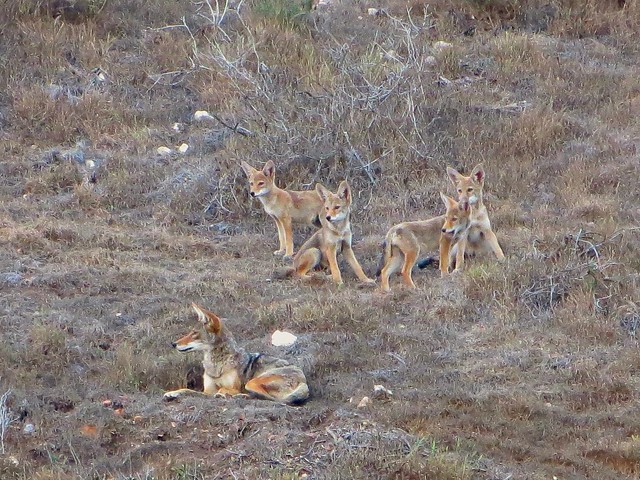 coyote family on the hillside