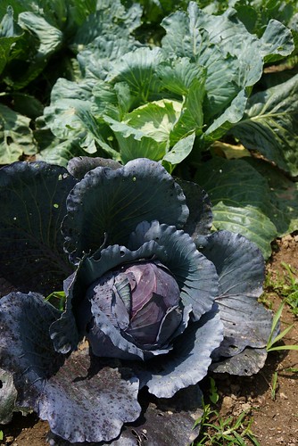 cabbage at slate run farm