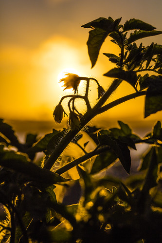 sun flower color macro canon tomato soleil photographie tomates proxy 5dsr