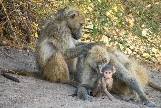 Newborn baboon