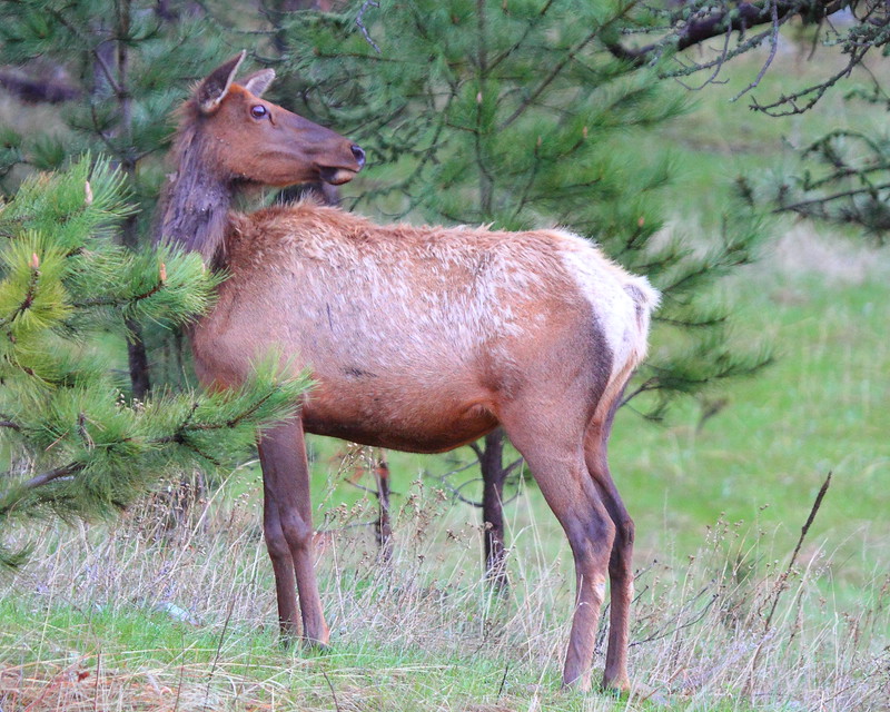 IMG_0201 Elk, Custer State Park