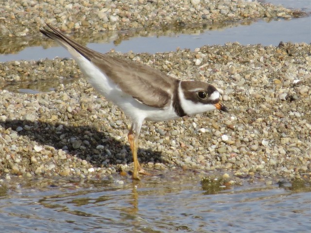 Semipalmated Plover at the El Paso Sewage Treatment Center in Woodford County, IL 02