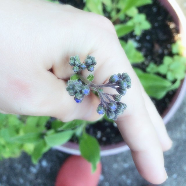 Baby Forget Me Nots