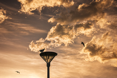 sunset seagulls light street st clair dunedin otago nz esplanade