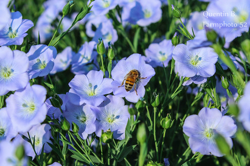 fleur coeur bleu agriculture lin blanc abeille champ agricole