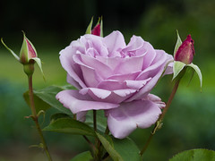 Rose - Photo of Pontvallain