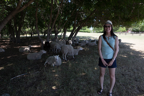 Fort Saskatchewan Sheep