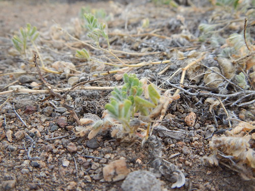 california native fabaceae herb perennial hallelujahjunction sagebrushsteppe amesmilkvetch astragaluspulsiferae