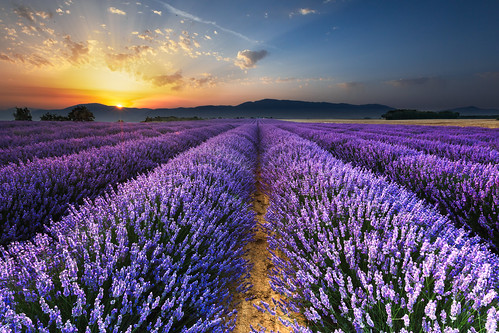 Sunrise on the Lavender Fields in Valensole in Provence