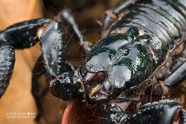 Giant black forest scorpion (Heterometrus sp.) - DSC_5281