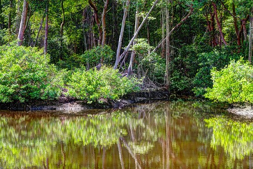 backaday river scenery hdr water foliage green laromain trinidad trinidadandtobago