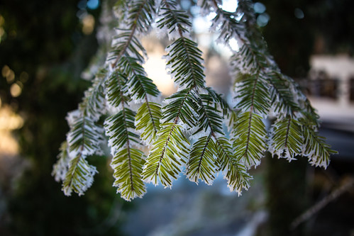 rastoke karlovačkažupanija croatia hr hrvatska slunj frost morning autumn winter 2016 pine velebit natgeo
