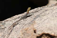 Female Namibian rock agama (Agama planiceps) CR8B1393
