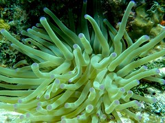 sea anemone - plant or invertebrate