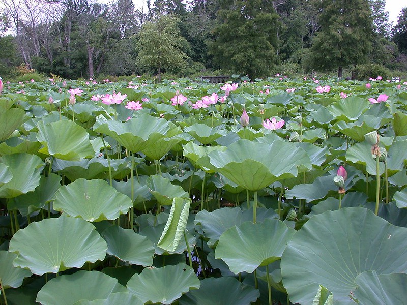 Lotus and Water Lily Festival