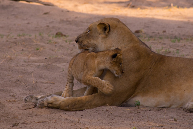 Mama and cub