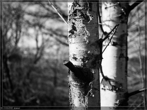 2017 365 bw blackwhite februar lr6 lightroom mogrify2 black everydayonephoto february jedentageinfoto schwarz schwarzweis weiss white