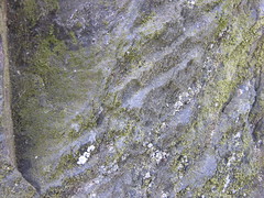 Spider Webs and Lichen 07