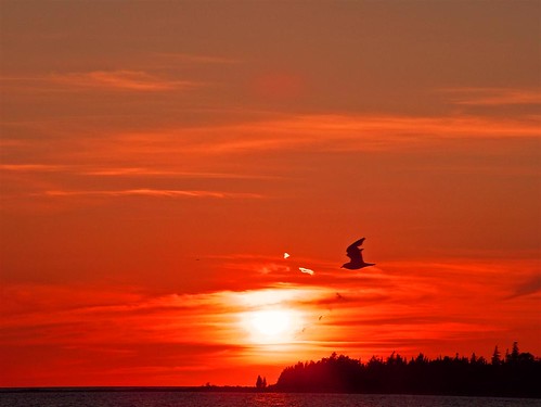sunset red sky ontario canada bird fall water tag3 taggedout clouds tag2 tag1 gull 05 huron