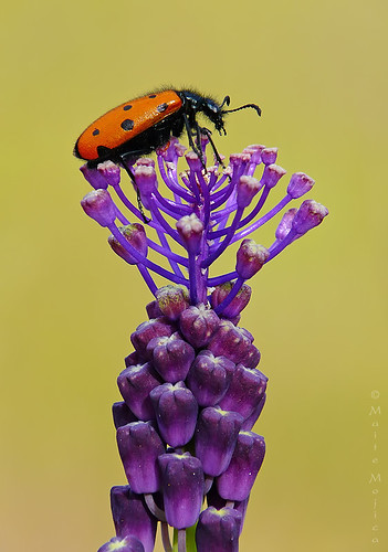 flor escarabajo nazareno muscari insecto comosum coleóptero artrópodo