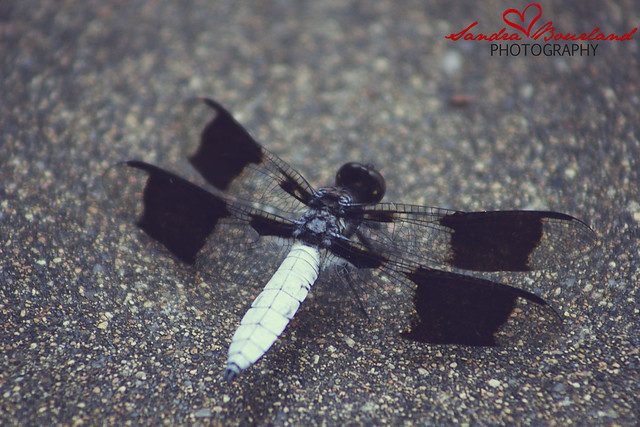 White tail Dragonfly