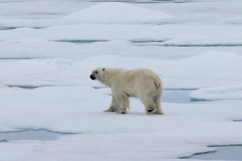 Polar Bear seen Ice Cruising in the Arctic