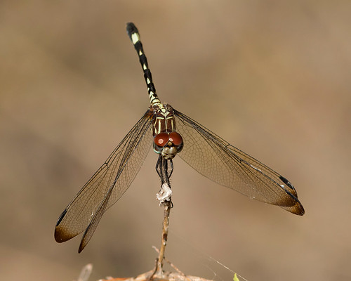 usa female insect us texas unitedstates dragonfly uvalde swiftsetwing uvaldecounty dythemisvelox