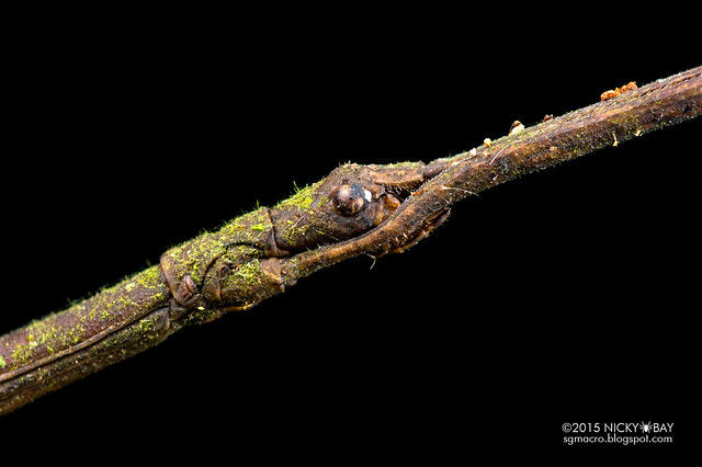 Stick insect (Phasmatodea) - DSC_4726