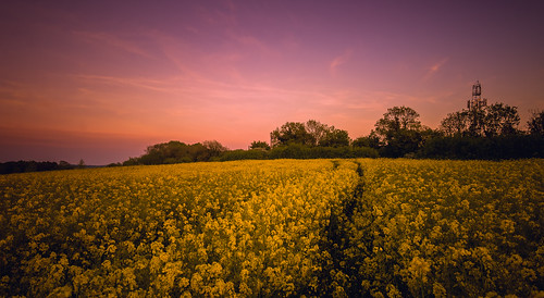 hill sunset light shadows sky fresh plant field lightroom season natural british sun sundown bright fields hedge high red sunshine crops footpath flowers cotswold track yellow d7100 english wildlife beauty crop detail clear flower nikon blue walk golden beautiful nature pollen clouds warwickshire abstract cotswolds shadow countryside exposure landscape