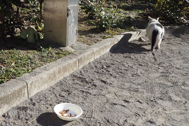 池袋二丁目公園の猫。朝の食事ごちそうさまでした。