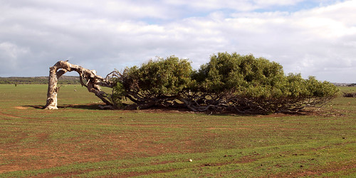 plant tree nature canon landscape australia westernaustralia hdr 2470l 1dmkiv