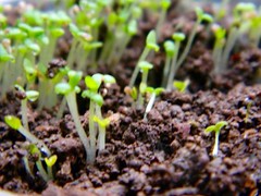 Definition: (v) to begin to grow, come into being
Synonym: sprout
Sentence: Our plants are beginning to germinate!