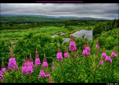 ca camera flowers canada clouds novascotia purpleflower capenorth greenlandscape voitlanderultron40mmf2 nikond810 summervacation2015