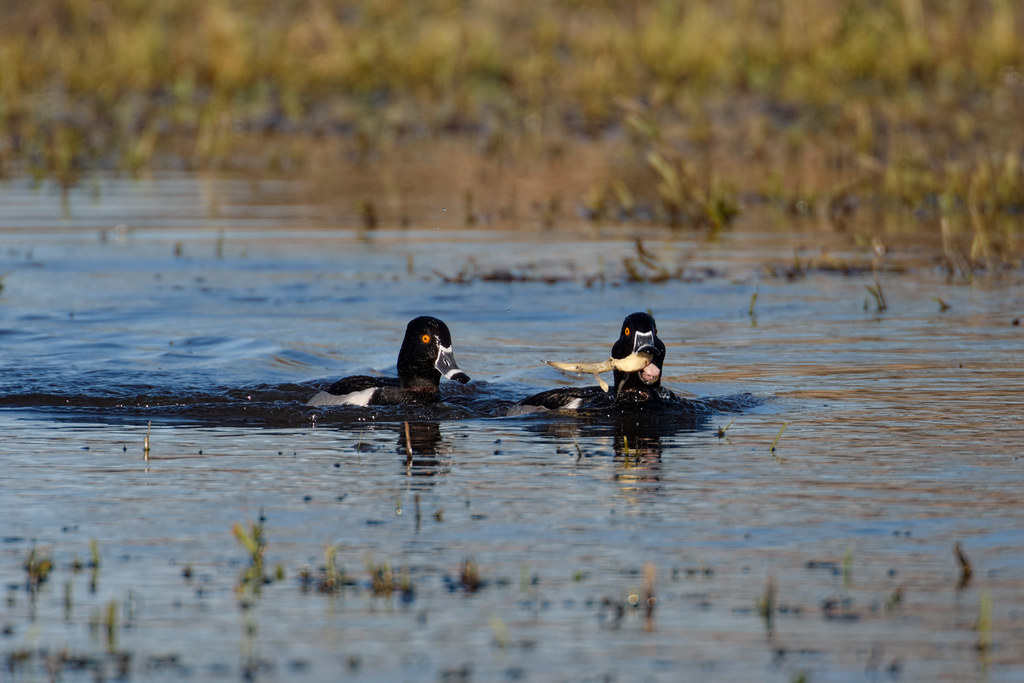 One ring-necked duck chases another to try and steal his food