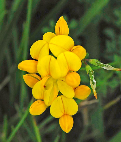 080713 2008 birdsfoottrefoil fabaceae fabales lotus lotuscorniculatus mi rosids seneynwr trefoil flower wildflower