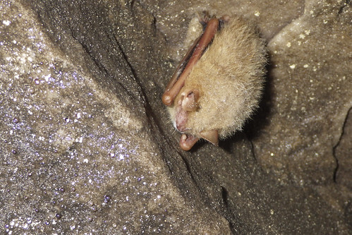 caves caving speleology class biology lyoncollege batesville arkansas sandtowncave tricoloredbat perimyotissubflavus whitenosesyndrom wns