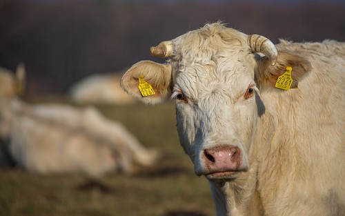 cows zagorje animals animalplanet hrvatska hrvatskozagorje croatia nikond600 nikkor8020028 vladoferencic