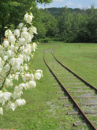 tracks pa blooms yucca railroadtrack pattonpark cambriacountypa pattonpa