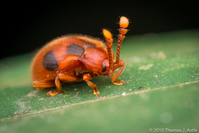 Ladybird mimic leaf beetle (Chrysomelidae)