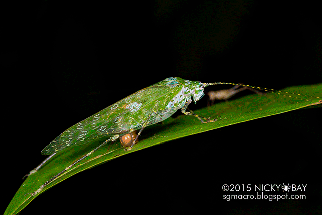 Katydid (Tettigoniidae) - DSC_5168_uv