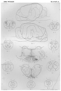 Plate IV, Journal of Physiology 6 (4-5) (1885). Figs 1a-12 from C.S. Sherrington, 'On Secondary and Tertiary Degenerations in the Spinal Cord of the Dog'.