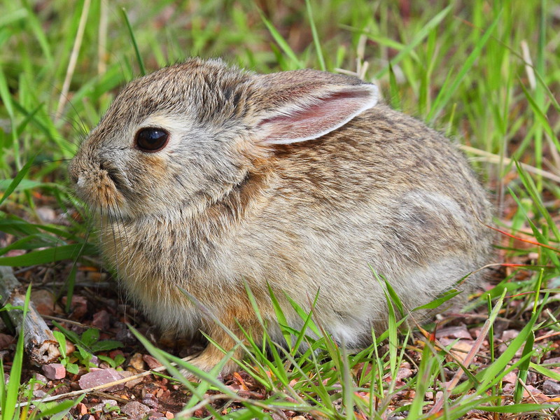IMG_9771 Cottontail Rabbit