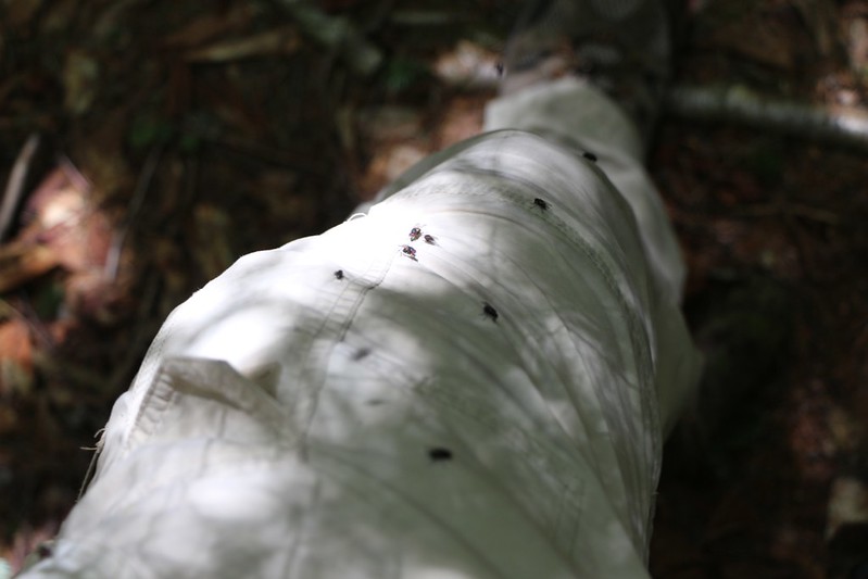 Flies everywhere while bushwhacking west from Balsam Cap to Rocky Mountain in late May